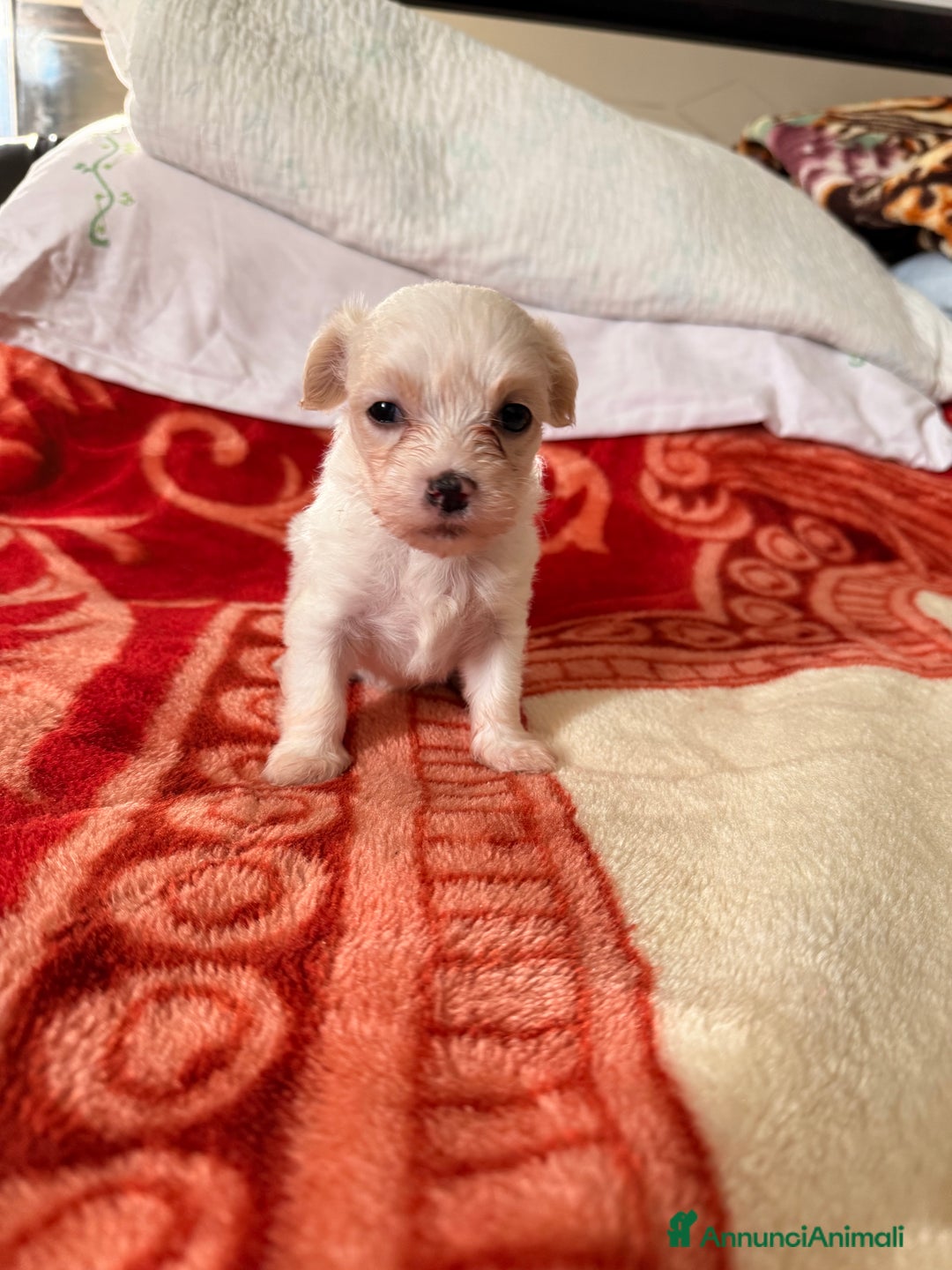 Bichon cani in vendita: Cuccioli di Bichon Maltese  - Annuncio 4