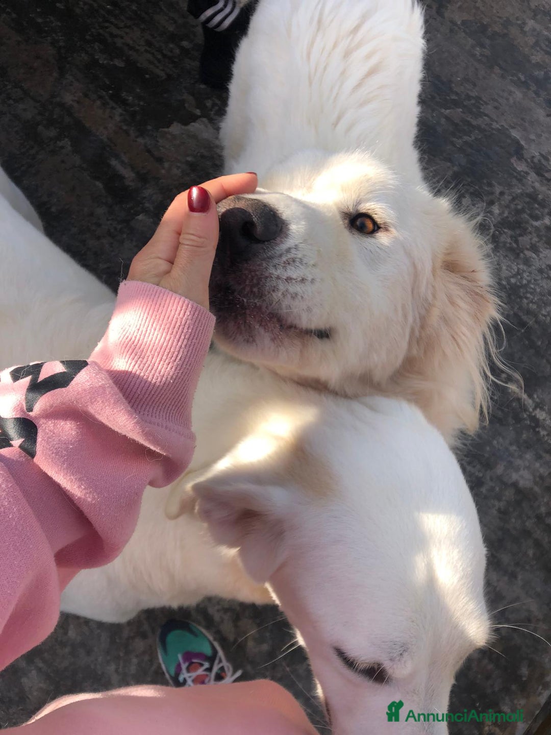 Pastore Maremmano cani in regalo: Meravigliosi maremmani in canile! a Provincia di Viterbo - Annuncio 8