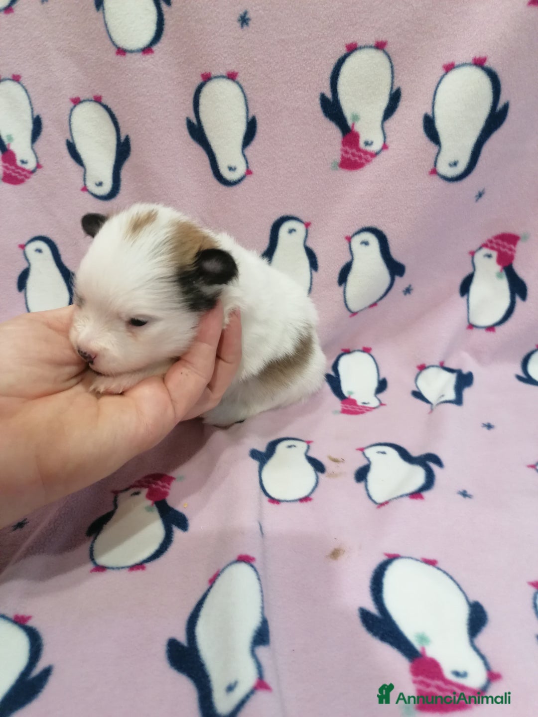 Volpino Pomerania cani in vendita: Volpino Pomerania  - Annuncio 14