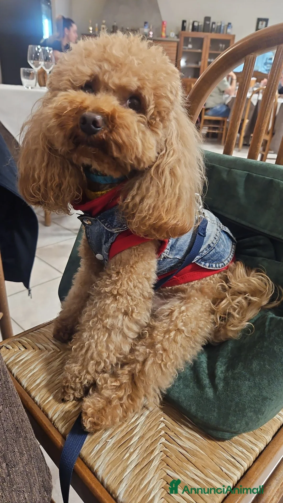 Barboncino Toy cani per accoppiamento: Barboncino Toy maschio 3 anni  a Città metropolitana di Roma Capitale - Annuncio 4
