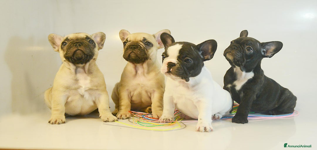 Immagine della galleria {{count}}