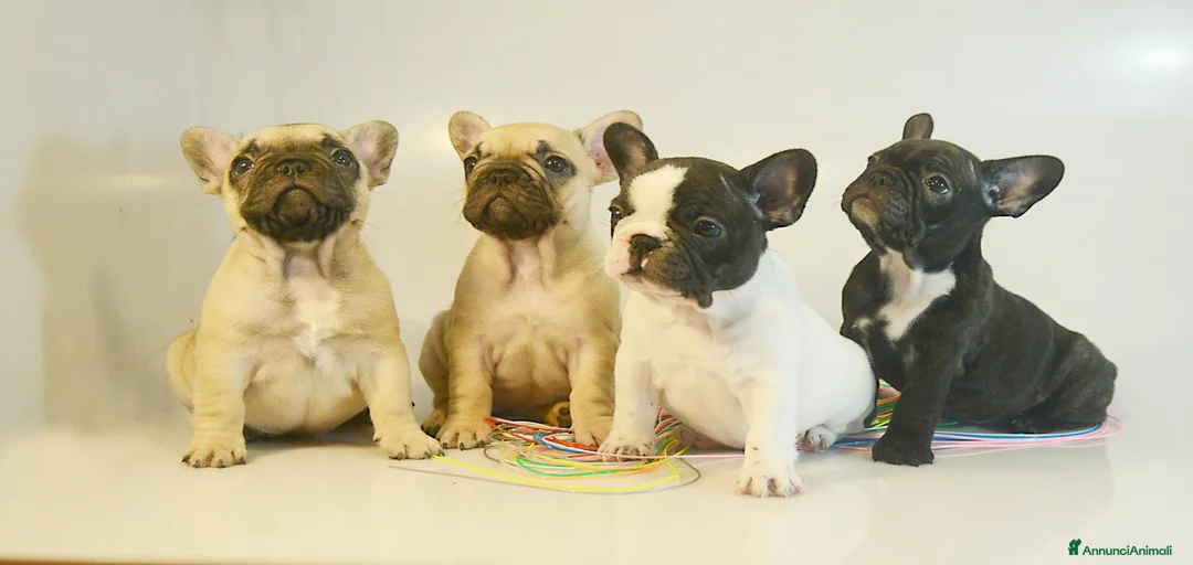 Immagine della galleria {{count}}