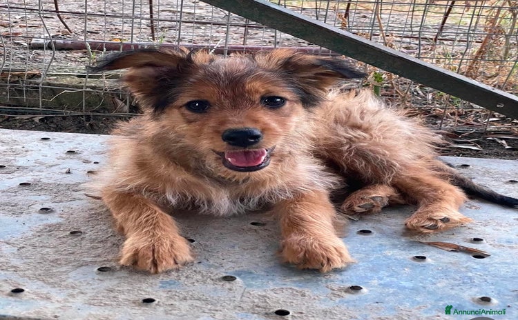 Meticcio cani a Città metropolitana di Roma Capitale - Annuncio 4