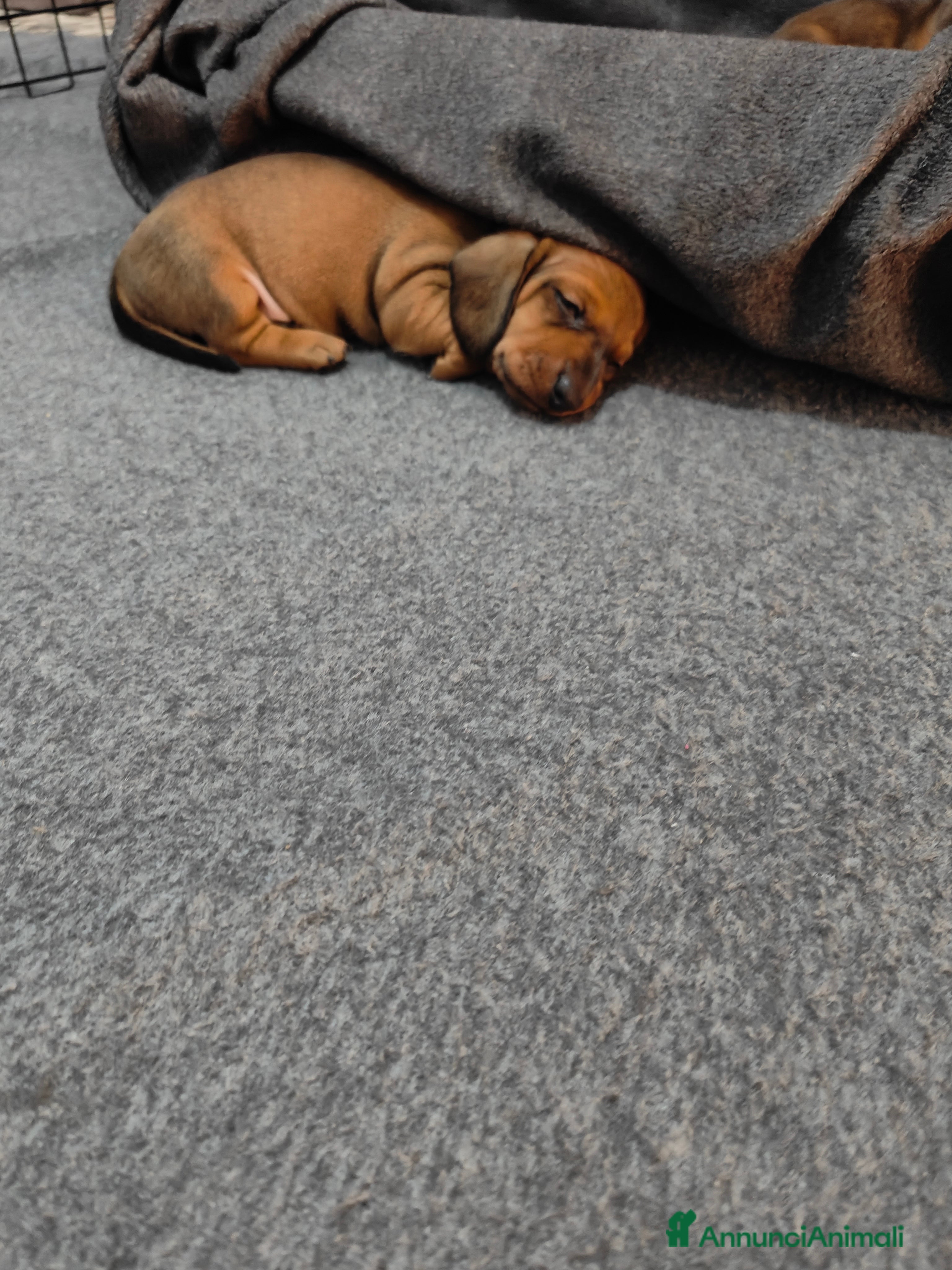 Bassotto cani Bassotti nani/kaninken  - Annuncio 2