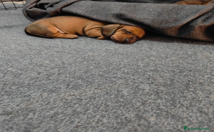 Bassotto cani - Annuncio 1