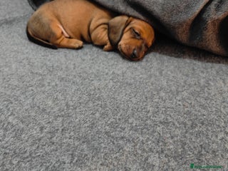 Bassotto cani Bassotti nani/kaninken - Annuncio 2