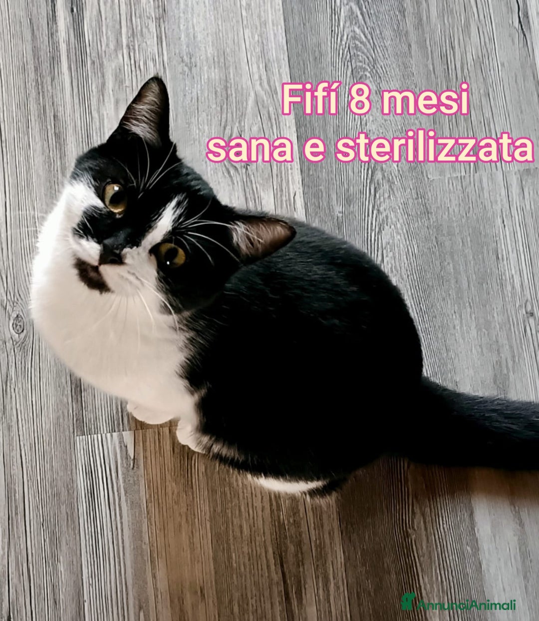 Europeo gatti in regalo: TANTI GATTINI DA SALVARE! - Annuncio 11