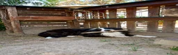 Border Collie cani per accoppiamento: Border Collie maschio con pedigree ENCI per monta a Provincia di Perugia - Annuncio 5