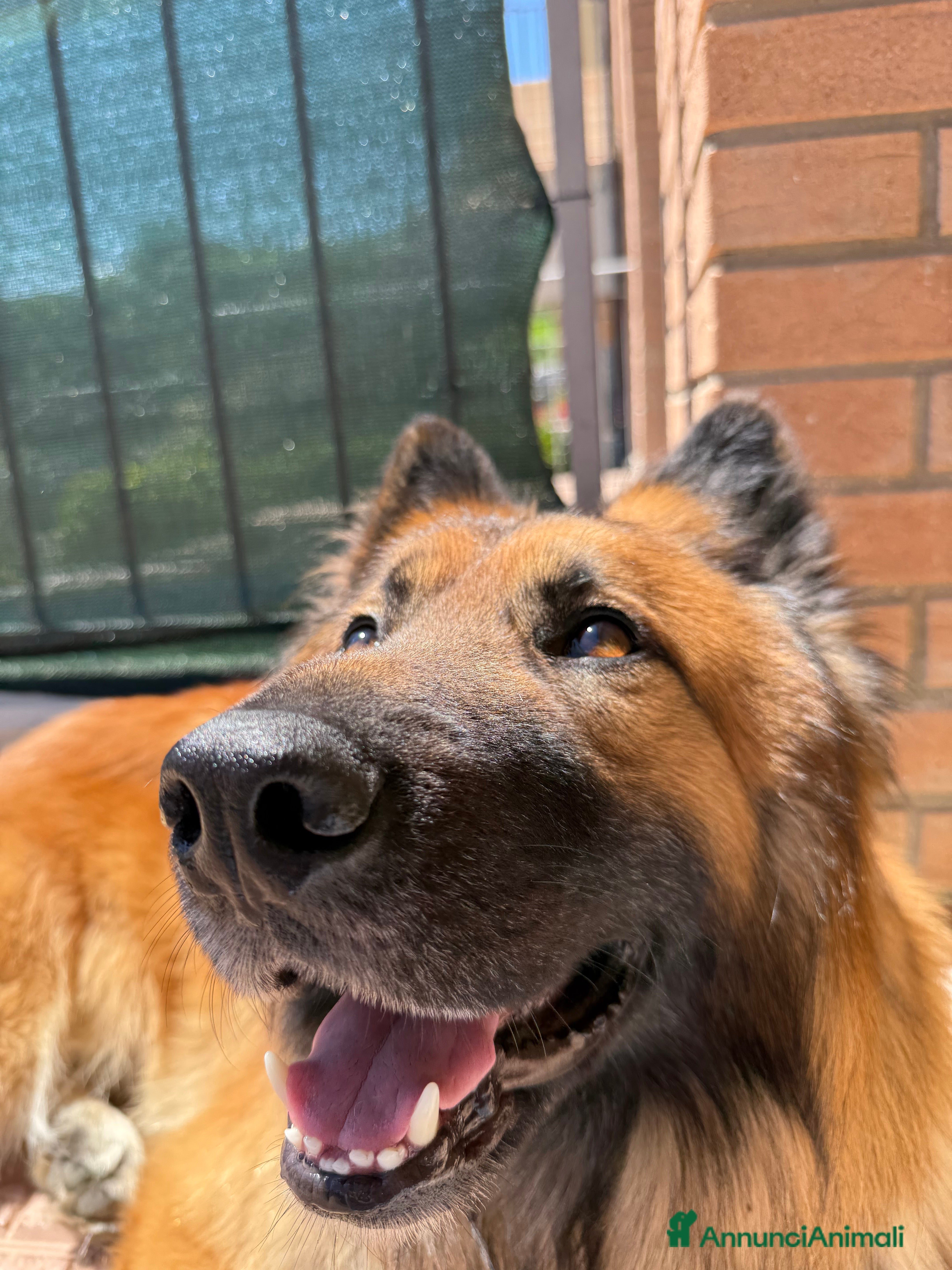 Meticcio cani Cerco femmina per accopiamento - Annuncio 1