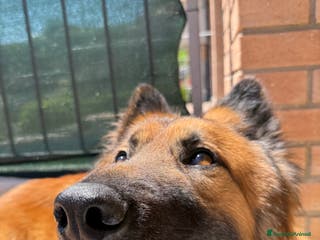 Meticcio cani Cerco femmina per accopiamento - Annuncio 30