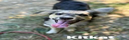 Meticcio cani in regalo: 3 cuccioli TAGLIA PICCOLA incredibilmente dolci! - Annuncio 6