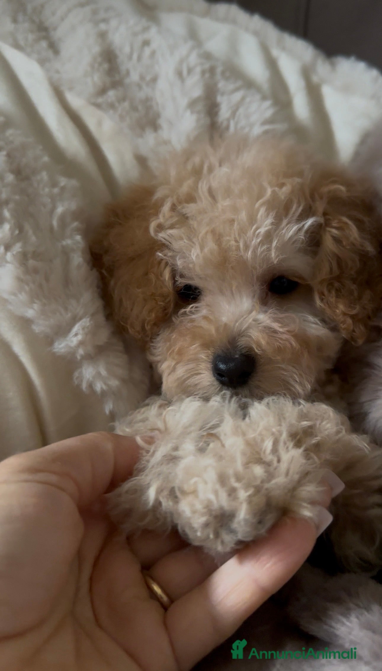Barboncino cani Barboncino❤️ - Annuncio 2