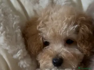 Barboncino cani Barboncino❤️ - Annuncio 2