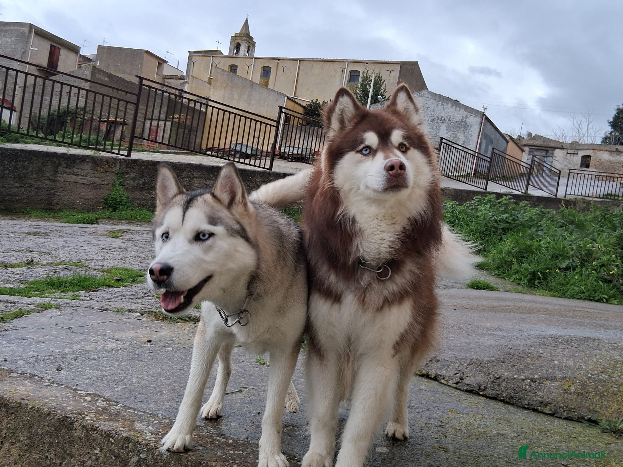 Husky cani Cuccioli husky siberiano  - Annuncio 17
