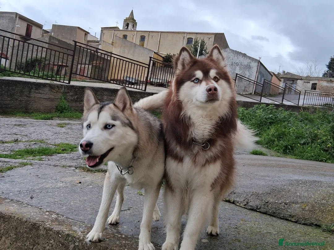 Husky cani in vendita: Cuccioli husky siberiano  - Annuncio 1