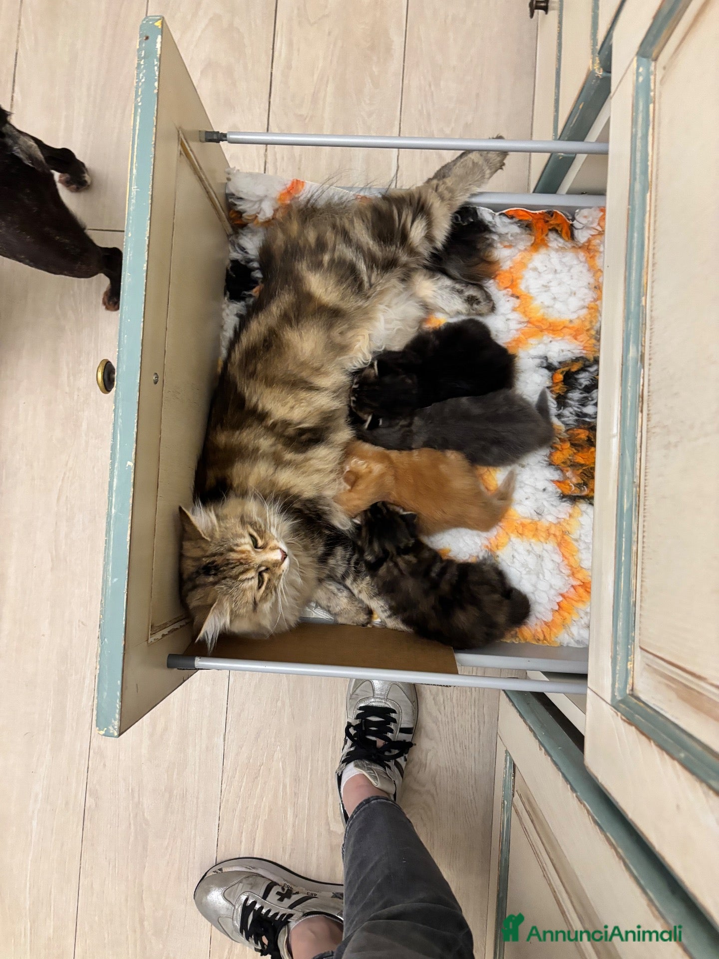 Siberiano gatti in vendita: SIBERIANO GATTINO IPOALLERGENICO - Annuncio 1