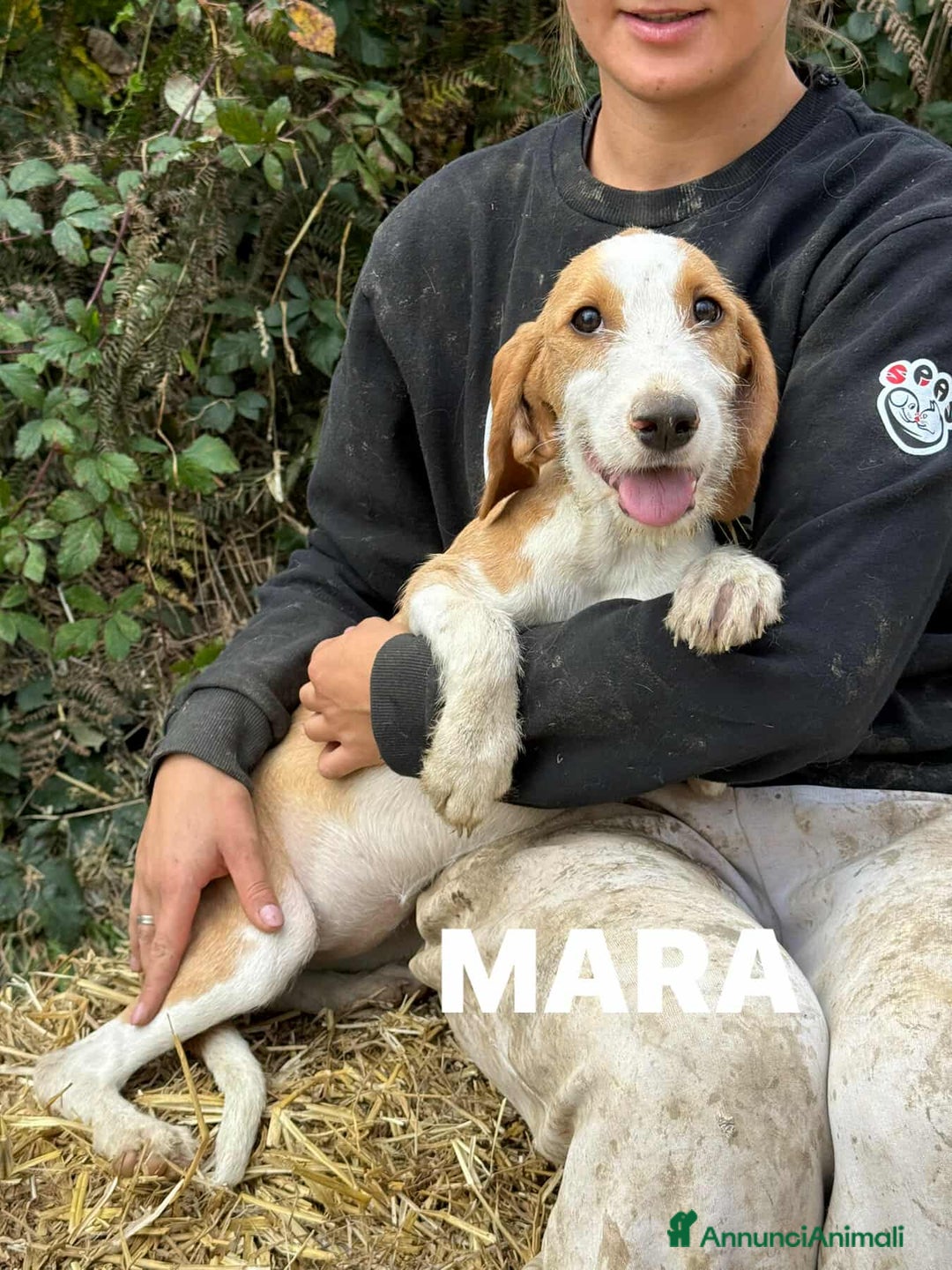 Meticcio cani in regalo: 3 CUCCIOLI cuccioli baffuti cercano casa! - Annuncio 8