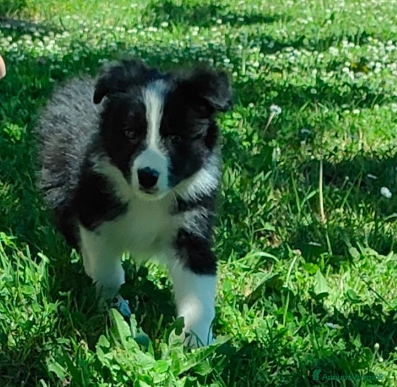 Border Collie cani Border collie  a Provincia di Frosinone - Annuncio 1