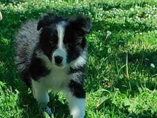 Border Collie cani Border collie a Provincia di Frosinone - Annuncio 3