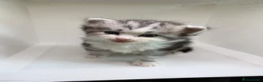 Siberiano 1