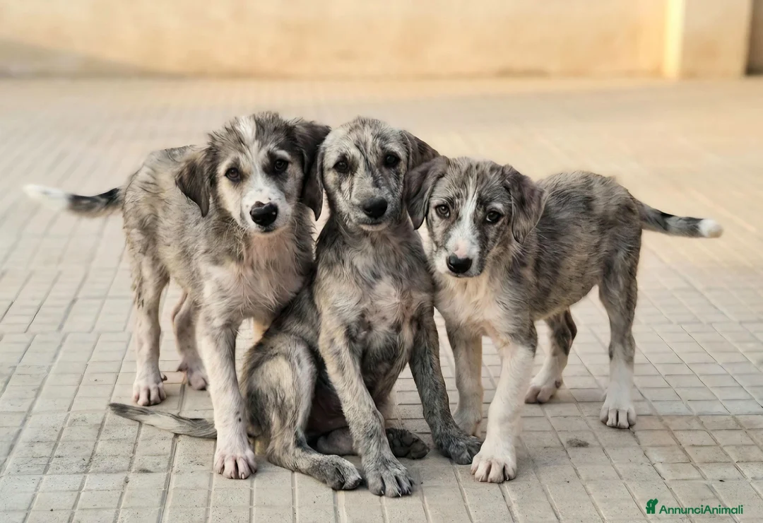 Meticcio cani in regalo: Silver 2 mesi taglia media  - Annuncio 6