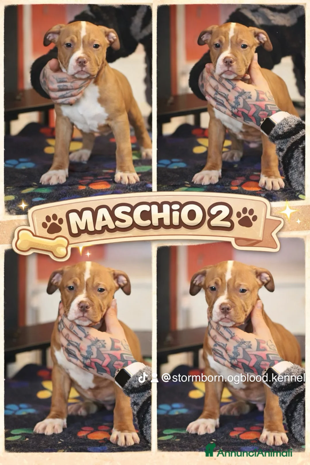 Pitbull cani in vendita: Cuccioli di Pit Bull con pedigree anche a rate - Annuncio 19