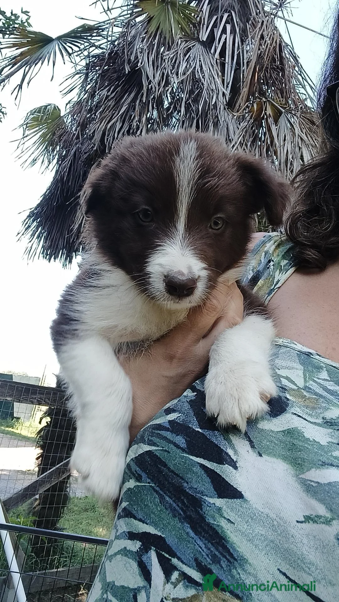 Border Collie cani in vendita: Cuccioli Croce del Nord - Allev. Olistico ed etico - Annuncio 2