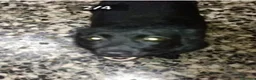 Meticcio cani in regalo: 4mesi tg piccola futura salvata da 1lager! BERGAMO - Annuncio 2
