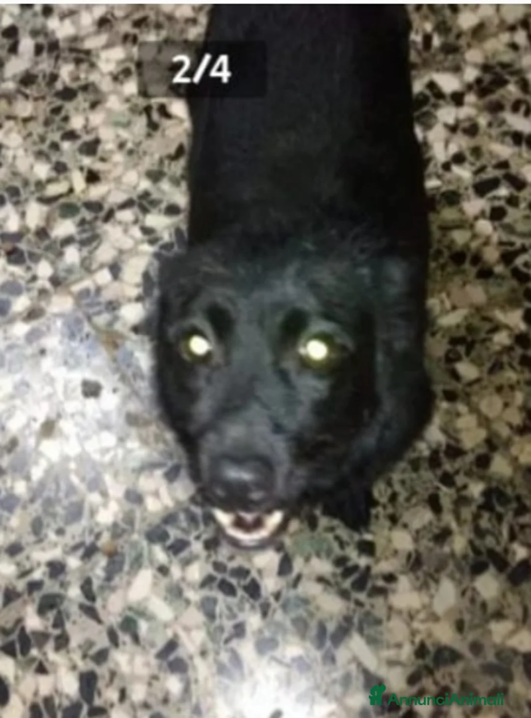 Meticcio cani in regalo: 4mesi tg piccola futura salvata da 1lager! BERGAMO - Annuncio 2