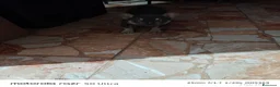Bulldog Francese cani in vendita: Bulldog francese  a Città Metropolitana di Torino - Annuncio 5