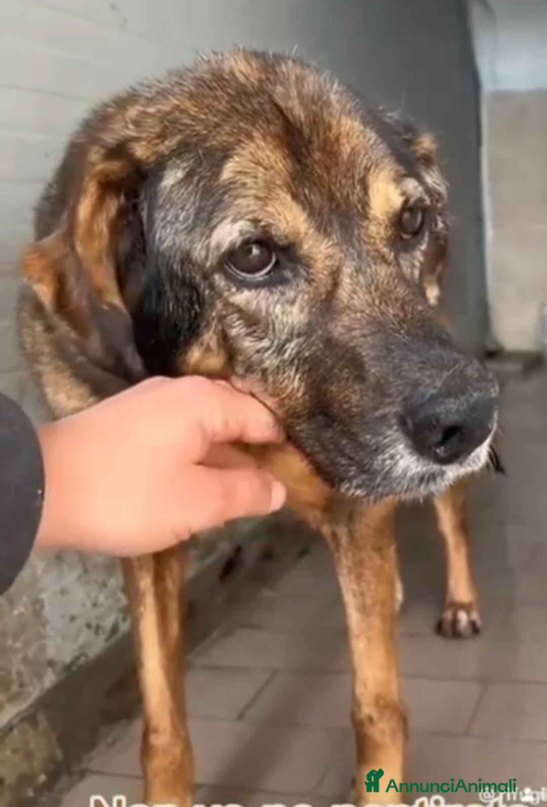 Meticcio cani in regalo: Brownie femmina 12ANNI DI CANILE!!! NAPOLI SOS SOS a Città Metropolitana di Milano - Annuncio 1