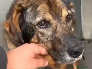 Meticcio cani Brownie femmina 12ANNI DI CANILE!!! NAPOLI SOS SOS a Città Metropolitana di Milano - Annuncio 29
