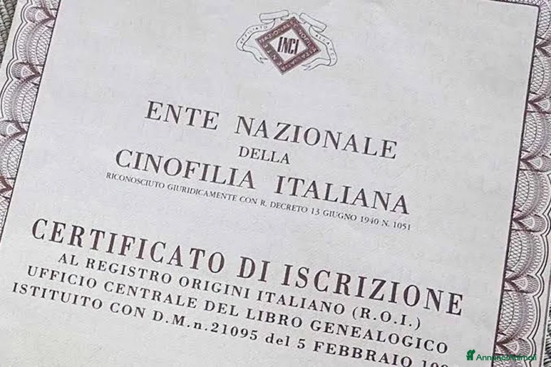 Golden Retriever cani in vendita: Disponibili Golden Retriever - Annuncio 2