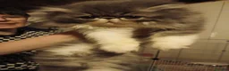 Persiano gatti in vendita: GATTINI PERSIANI - Annuncio 3