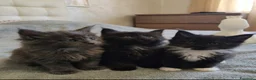 Maine Coon gatti in vendita: Dolci Bambine di Maine coon  - Annuncio 1