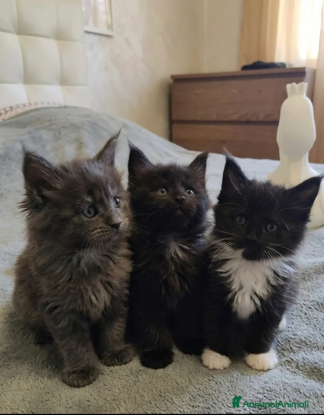 Maine Coon gatti in vendita: Dolci Bambine di Maine coon  - Annuncio 1