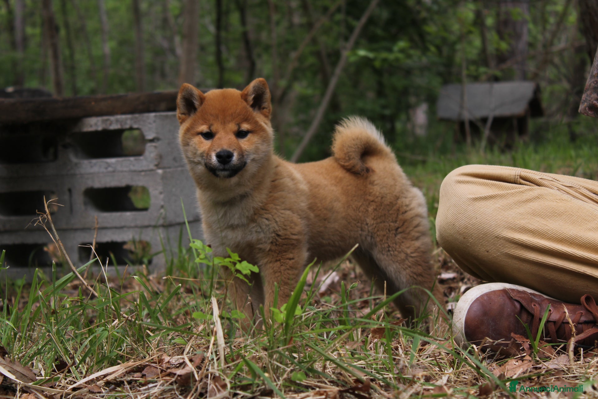 Shiba Inu cani Shiba cuccioli con pedigree  - Annuncio 36