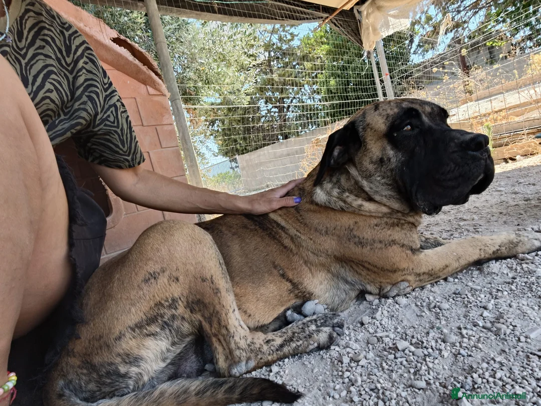 Cane Corso cani in regalo: Kira e Zeus, due anime buone in cerca di casa - Annuncio 15