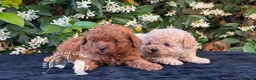Barboncino Toy cani in vendita: Barboncino Toy Allevamento Professionale - Annuncio 1