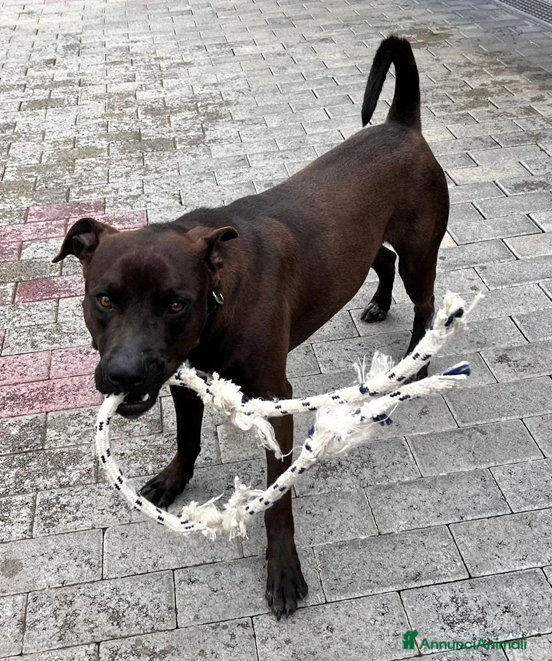 Meticcio cani in regalo: NIGEL BELLISSIMO PIT - Annuncio 6