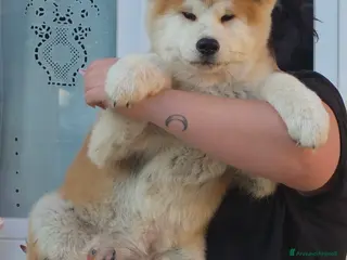 Akita Inu cani Cucciolo Akita Inu Pedigree - Annuncio 1