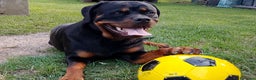 Rottweiler cani in vendita: Cucciola Rottweiler - Annuncio 1