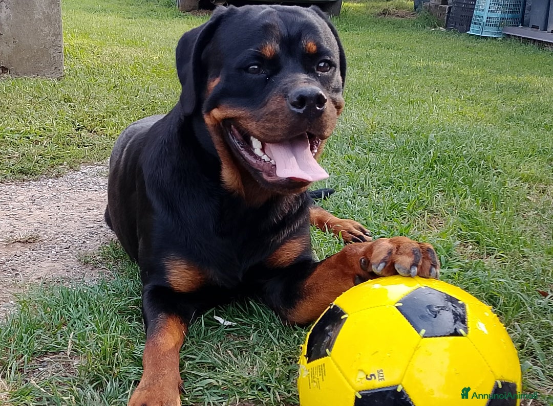Rottweiler cani in vendita: Cucciola Rottweiler - Annuncio 1