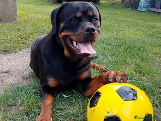 Rottweiler cani Cucciola Rottweiler - Annuncio 2