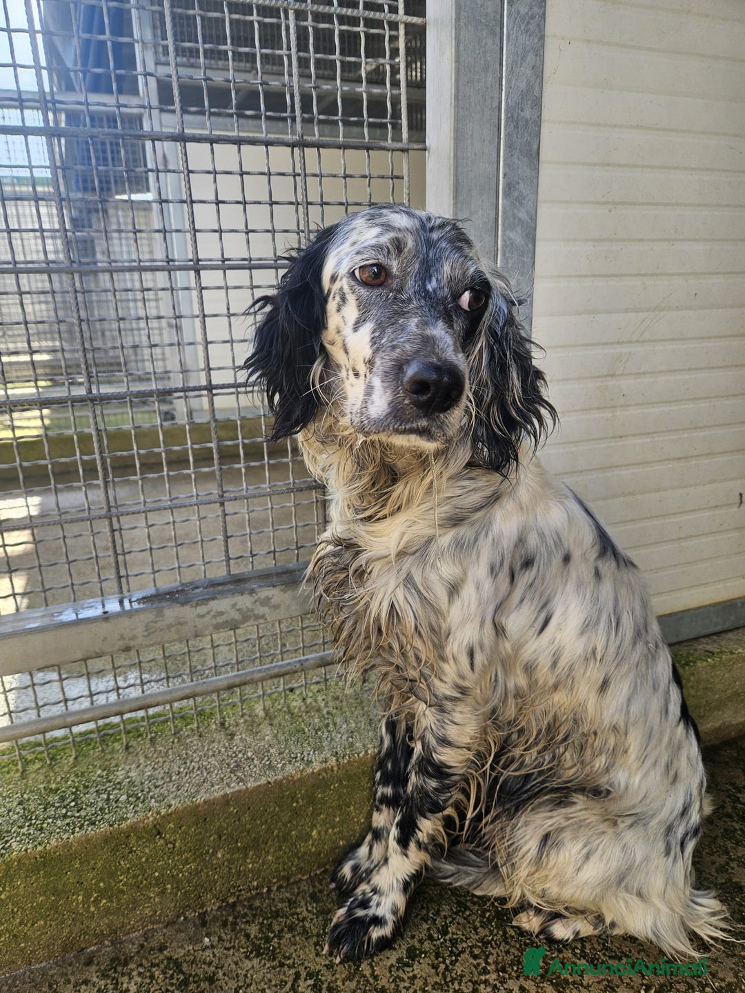 Setter Inglese cani in regalo: Coccinella: giovane dolcissima setterina  - Annuncio 6