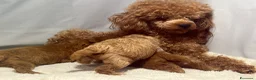 Barboncino Toy cani in vendita: Cuccioli barboncino toy rosso - Annuncio 8