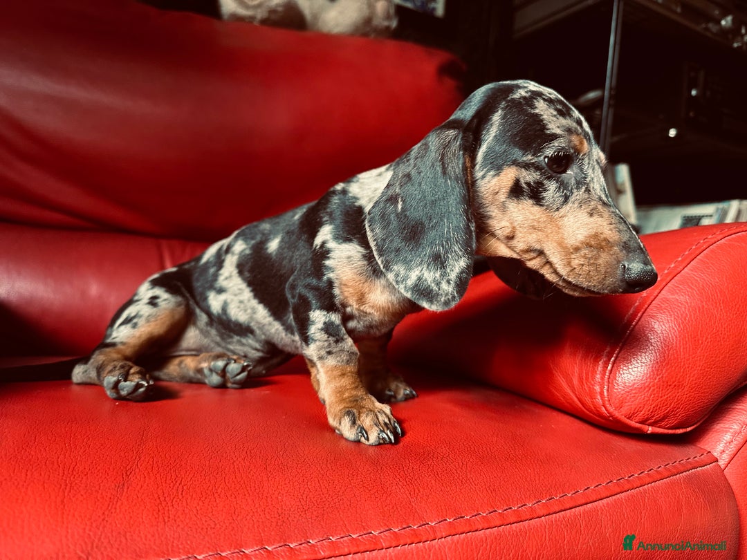 Bassotto cani in vendita: femina arlechino silver pedigree enci a Provincia di Asti - Immagine 3