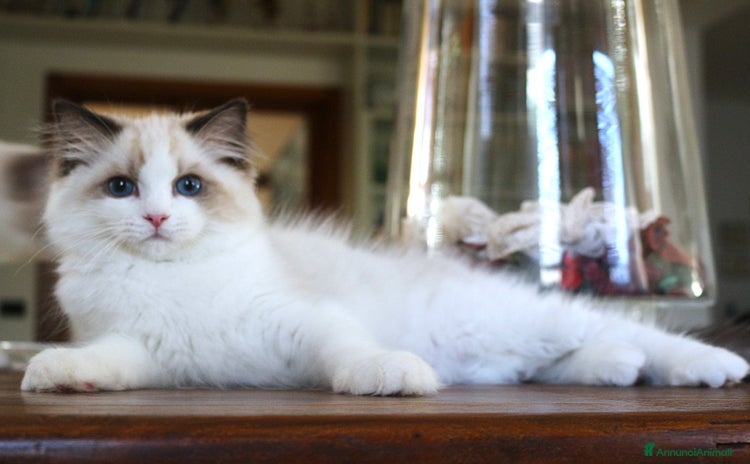 Ragdoll gatti a Città Metropolitana di Firenze - Annuncio 1