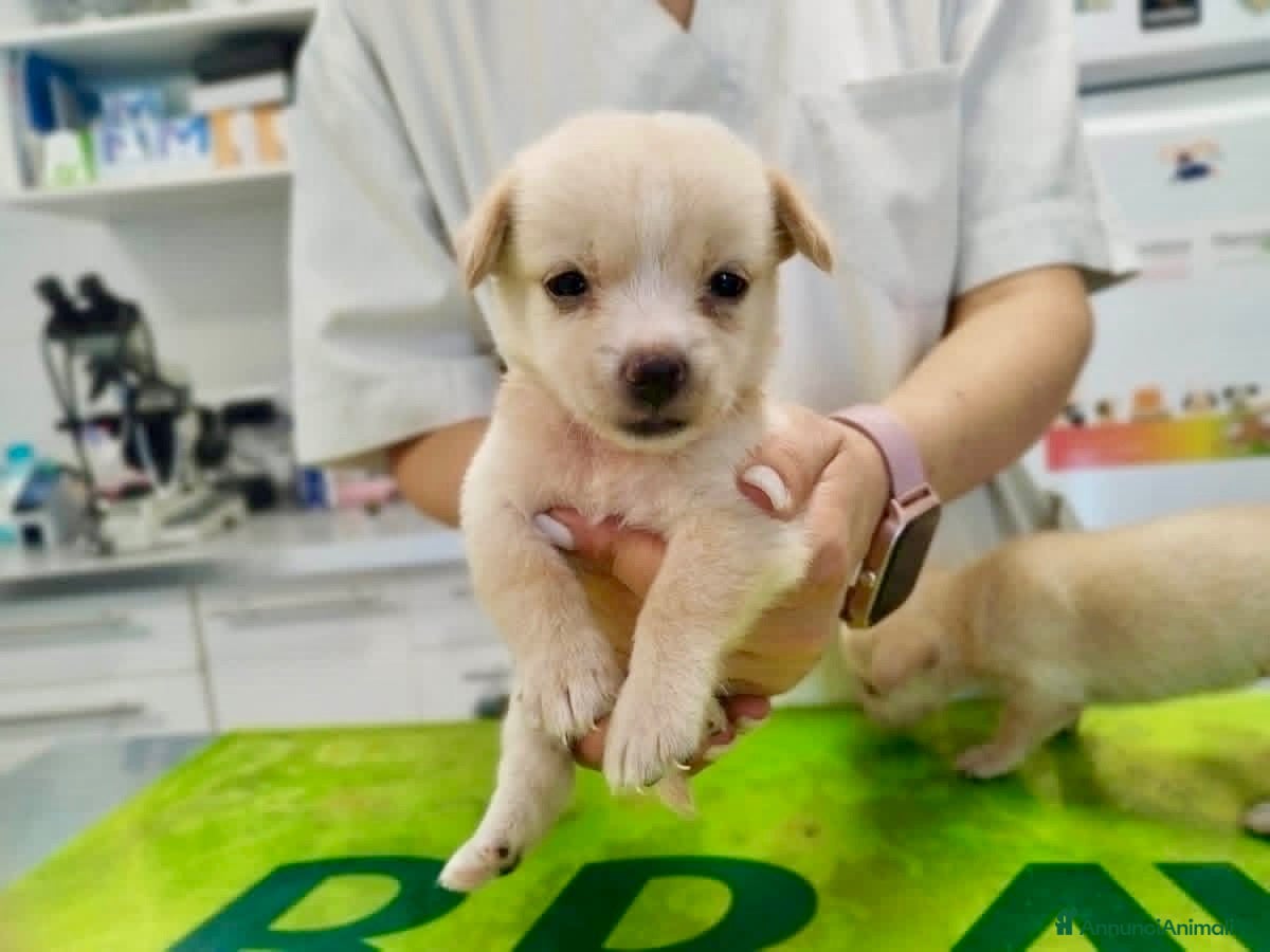 Meticcio cani Cucciole taglia contenuta 2 mesi  - Annuncio 28