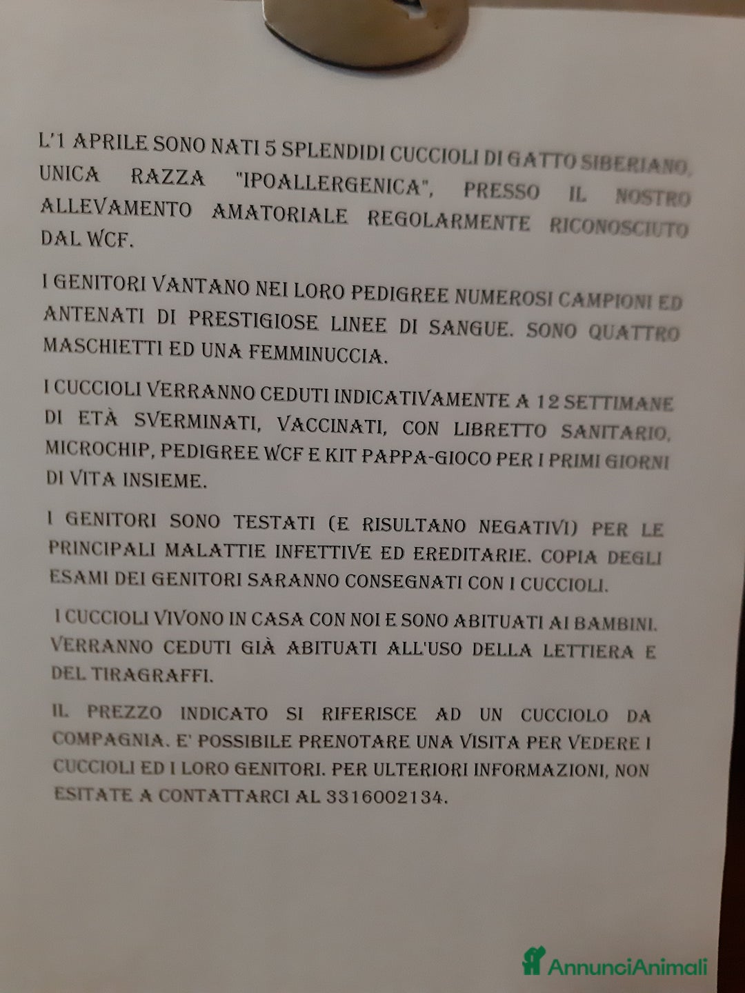 Siberiano gatti in vendita: Splendidi cuccioli gatto siberiano disponibili a Città Metropolitana di Torino - Immagine 11